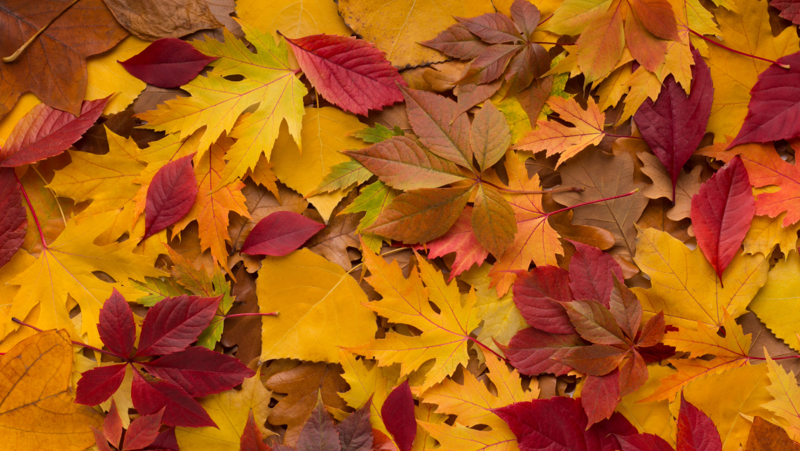 Promo weekend autunno Relais Bellaria Bologna